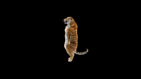 Tiger Dancing, 3d rendering, animal realistic, cartoon, Animation Loop,  Included in the end of the clip With Alpha Matte.