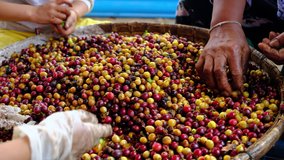 Farmers sorting raw coffee beans at factory community chiang rai Thailand  4K video 
