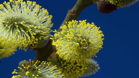 Blossoming male pussy willow. Time lapse. Salix caprea