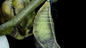 Time lapse of the moment of birth of the butterfly Papilio palinurus on a black background, birth - beginning of life