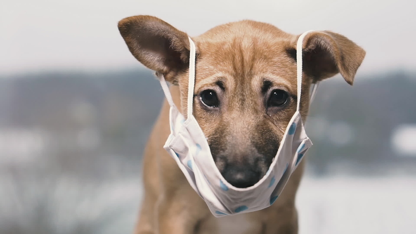Medical mask. Dog in a medical mask.
