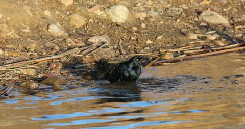 Great tailed grackle )Quiscalus mexicanus) taking bath 
