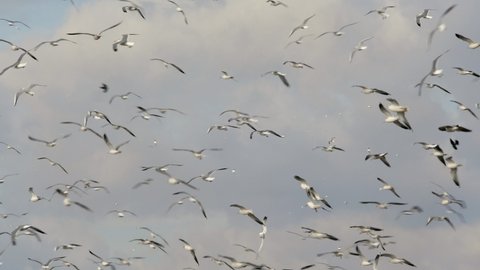 Flocks of birds soar in the sky in the wind. Many ivory gulls are circling in the clouds. Seagulls flap their wings and hover in the air.