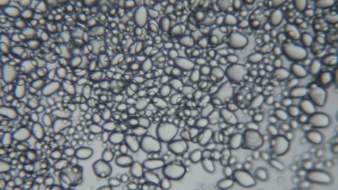 Highly magnified starch granules from a potato. Close up. Potato  starch from Microscope. Macro. Closeup. Tapioca starch. Fat, carbohydrates, calories. 