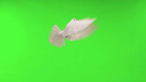 slow motion. white dove symbol of peace flies along the green screen
