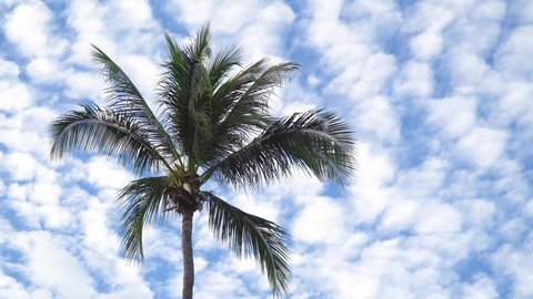 Beautiful altocumulus cloud formations blanket the blue sky in Asia. A tall palm tree blows gently in the breeze.