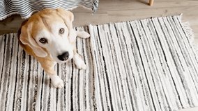 Funny beagle dog sitting on the striped carpet in home living room and pitifully gazing at camera. Lovely and sweet home pets concept video.