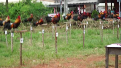 colorful Singing Chickens in Pak Phanang District, Thailand. 4 14 2018.