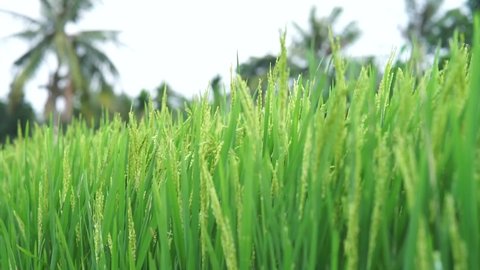 The delicious rice tree of everyone, Rice, Rice plant