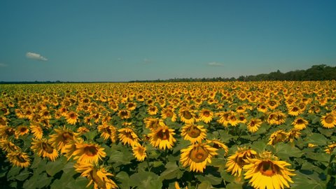 Large field of sunflowers, with flowers to the horizon, during a sunny and clear day.