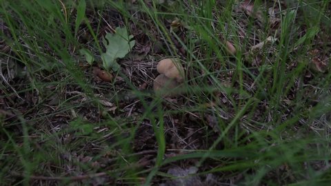 Boletus edulis edible mushroom in the forest. Edible mushroom penny bun in grass - boletus edulis.
