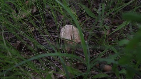 Boletus edulis edible mushroom in the forest. Edible mushroom penny bun in grass - boletus edulis.