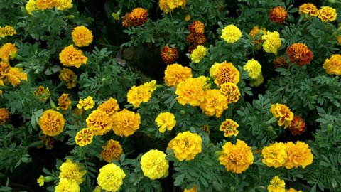 beautiful indian marigold flower garden flowing video clip around natural park background.