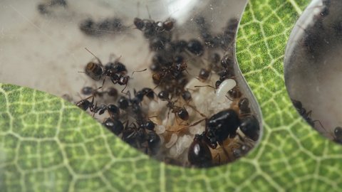 ant farm. the Queen of ants produces offspring. Laying of eggs and larvae of the Reaper ant. An insect colony. the life of ants from the inside out