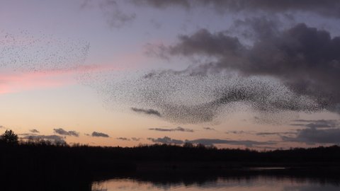 Flock of birds flying in amazing numbers in winter migration UK 4K