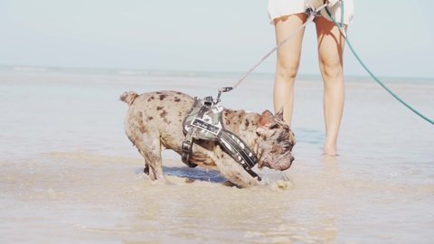 The merle male and the black and white female french bulldog are digging sand on the beach with sand on nose in the sunny day in close-up slow motion