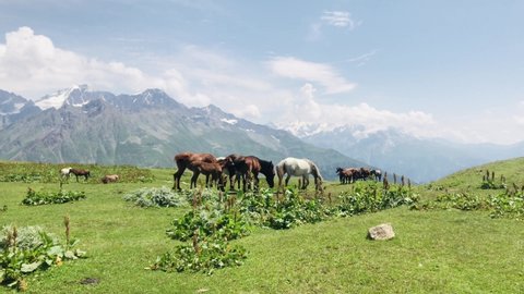 Close up of white and brown horses walking freely in natural environment with caucasian mountains background