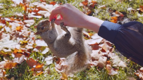Close-up of a squirrel jumping on the hand of a young girl and eating nuts in 4K. A hungry squirrel is jumping and hangs the hand of a female and grabbing the food from her hand.