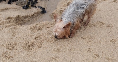Yorkshire Terrier dog digging in the sand on beach. Close up.