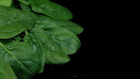 Fresh spinach with rotating on black background. Close up macro video.