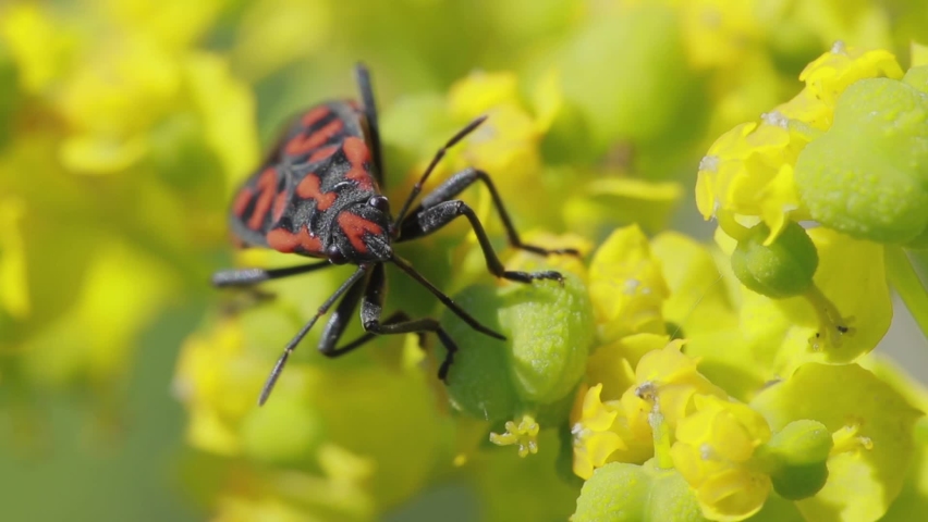 Spilostethus saxatilis bug is eating on the cypress Spurge (Euphorbia cyparissias)