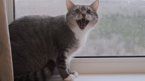 Frightened cat stands on the windowsill and hisses his mouth open
