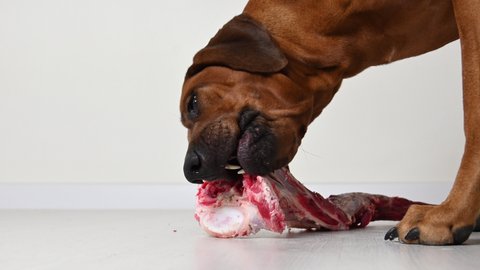 Close-up of dog eating huge natural raw beef tail bone over white background