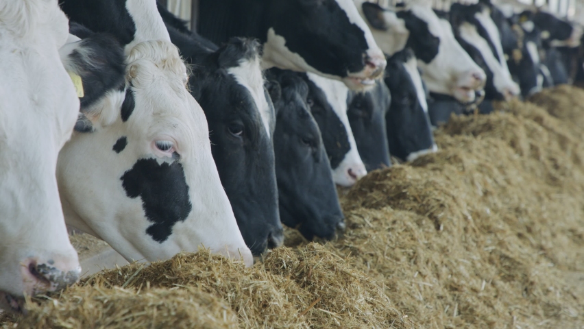 Cows eating Silage in a large dairy farm, milk production