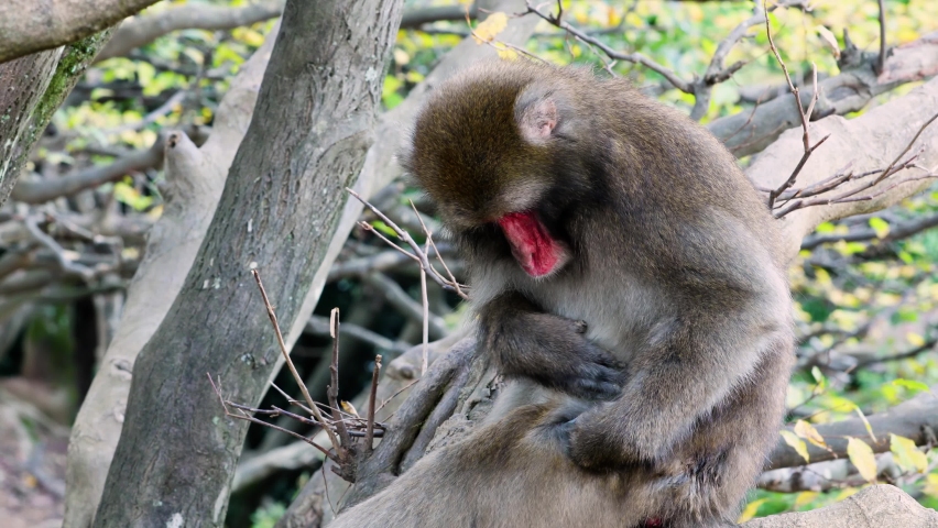 Japanese Macaque shot near Kyoto Japan.