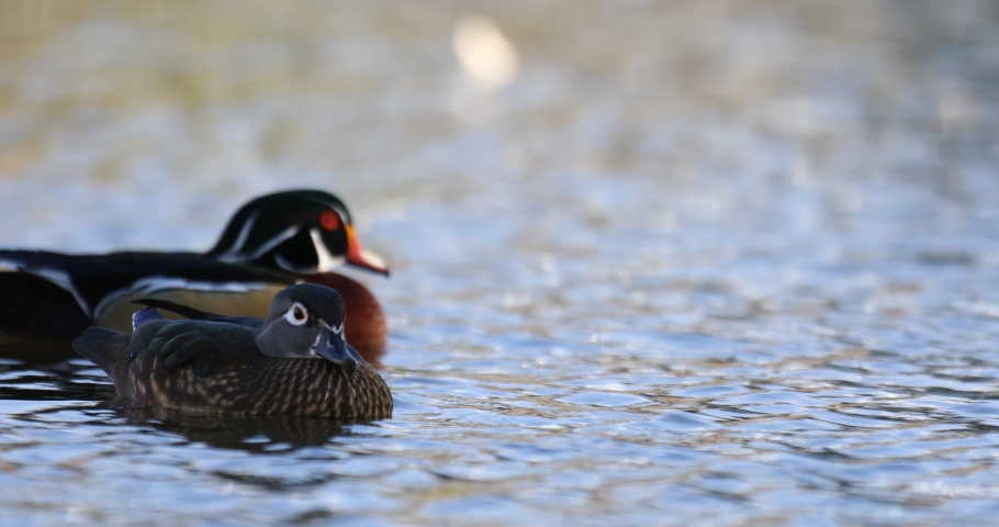 Male and female Wood Duck (Aix sponsa) at Santee lakes San Diego California 
