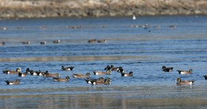 Wintering ducks in San Diego River California 