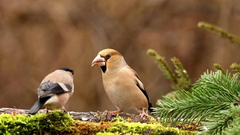 The female hawfinch bird (Coccothraustes coccothraustes)