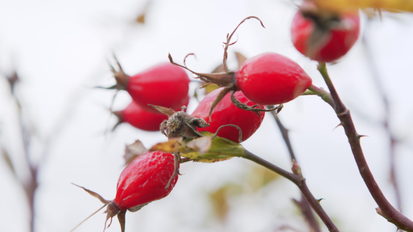 Rose hip close up. Rosa canina. Wild rosehip bush copy space. Autumn berries of wild rose close-up. Royalty-Free Stock Footage #1064595481