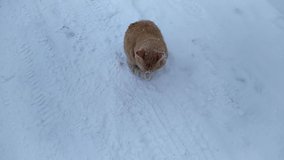 ginger cat outdoors in winter licks its paw during a snowfall