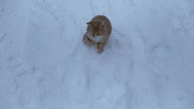 ginger cat outdoors in winter during snowfall