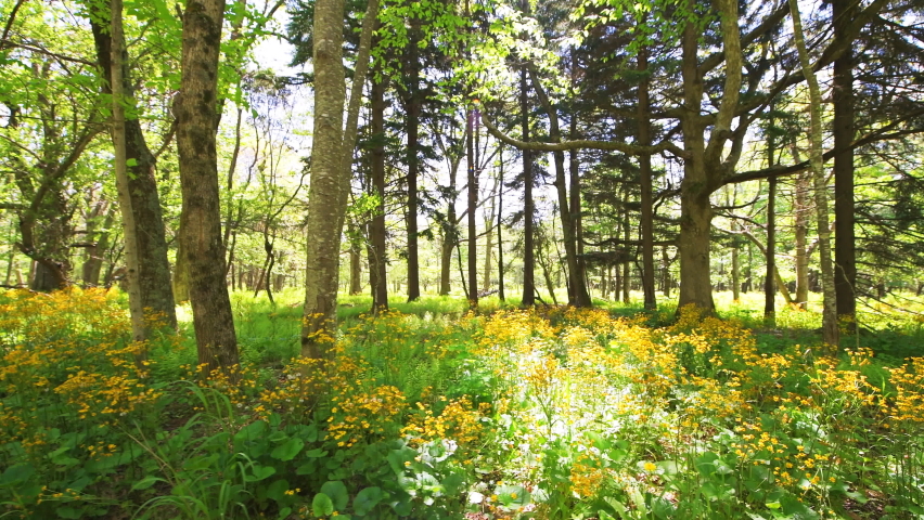 Point of view pov handheld walking side view shot of yellow golden ragwort wildflowers in Story of the Forest nature hiking trail in Shenandoah Blue Ridge appalachian mountains in Virginia