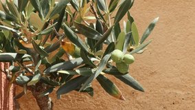 Olive tree with olives close up. olive leaves and branches. Tree to make olive oil. gastronomy. Video 4k HD high quality.	