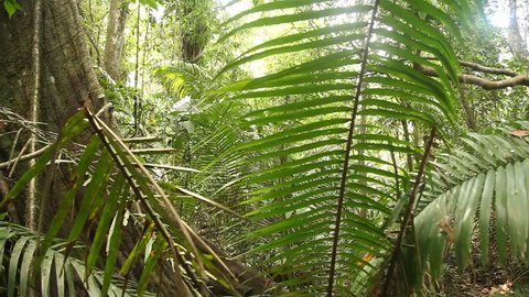 A big tree in the jungle of Peru near Iquitos. Amazon region in South america
