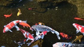 koi fish swim in the pond with reflections of water shadows. Group of various colourful large koi carp swimming in pond