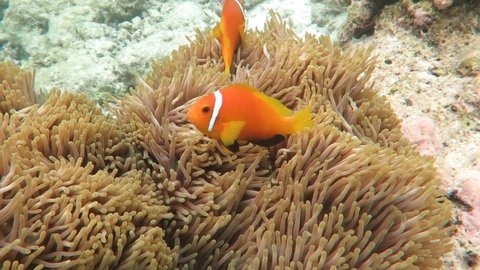 Clownfish swims between the tentacles of the anemone in which it lives in symbiosis and controls the movements of the intrusive diver.