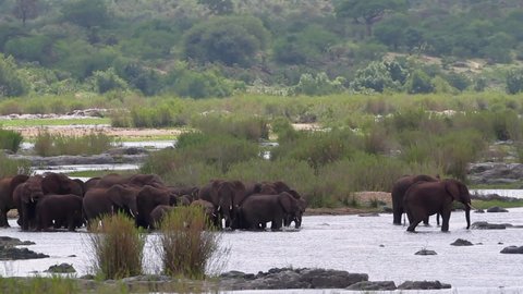 African bush elephant herd moving in river in Kruger National park, South Africa ; Specie Loxodonta africana family of Elephantidae