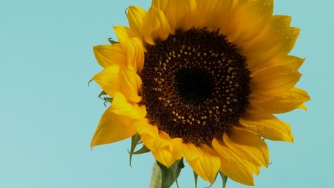 A large sunflower on a sky blue background