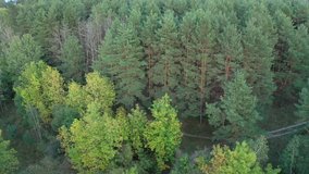 Aerial drone video over the early autumn forest. Yellow leaves countryside woodland. Beautiful landscape from a bird's eye view of countryside road