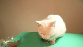 A white cat refuses food after being poisoned. The veterinarian feeds patient cat to keep it strength. a pet in vet clinic. doctor, veterinary medicine. Helping animals, animal, pets. education video