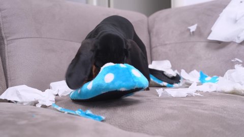 Mess dachshund puppy was left at home alone and started making a mess. Pet tore up furniture and chews home slipper of owner
