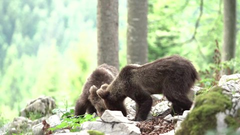 Brown bear searching for food. Bear feed in the forest. European wildlife nature. 