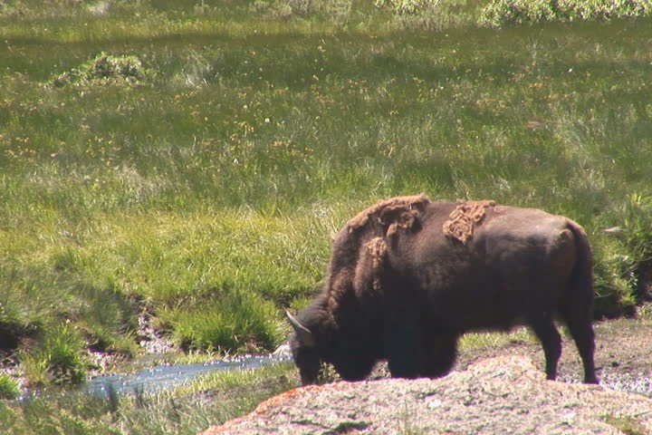 NTSC: Bison in Lamar Valley. Shot in Yellowstone National Park. Tilt up to herd.