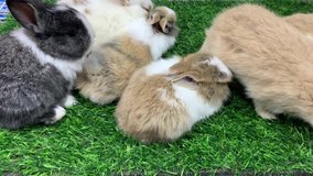 Cute little rabbit with friends.