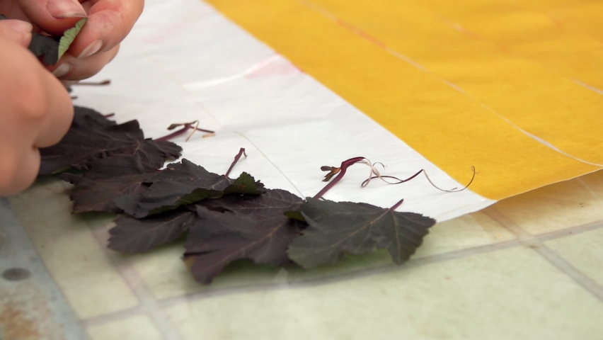 Close-up of female hands making a composition of dark purple leaves. Creating a dress of flowers and leaves