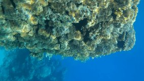 VERTICAL VIDEO: Beautiful coral reef wall in the sun rays, on blue water background. Underwater life on the coral reef. 